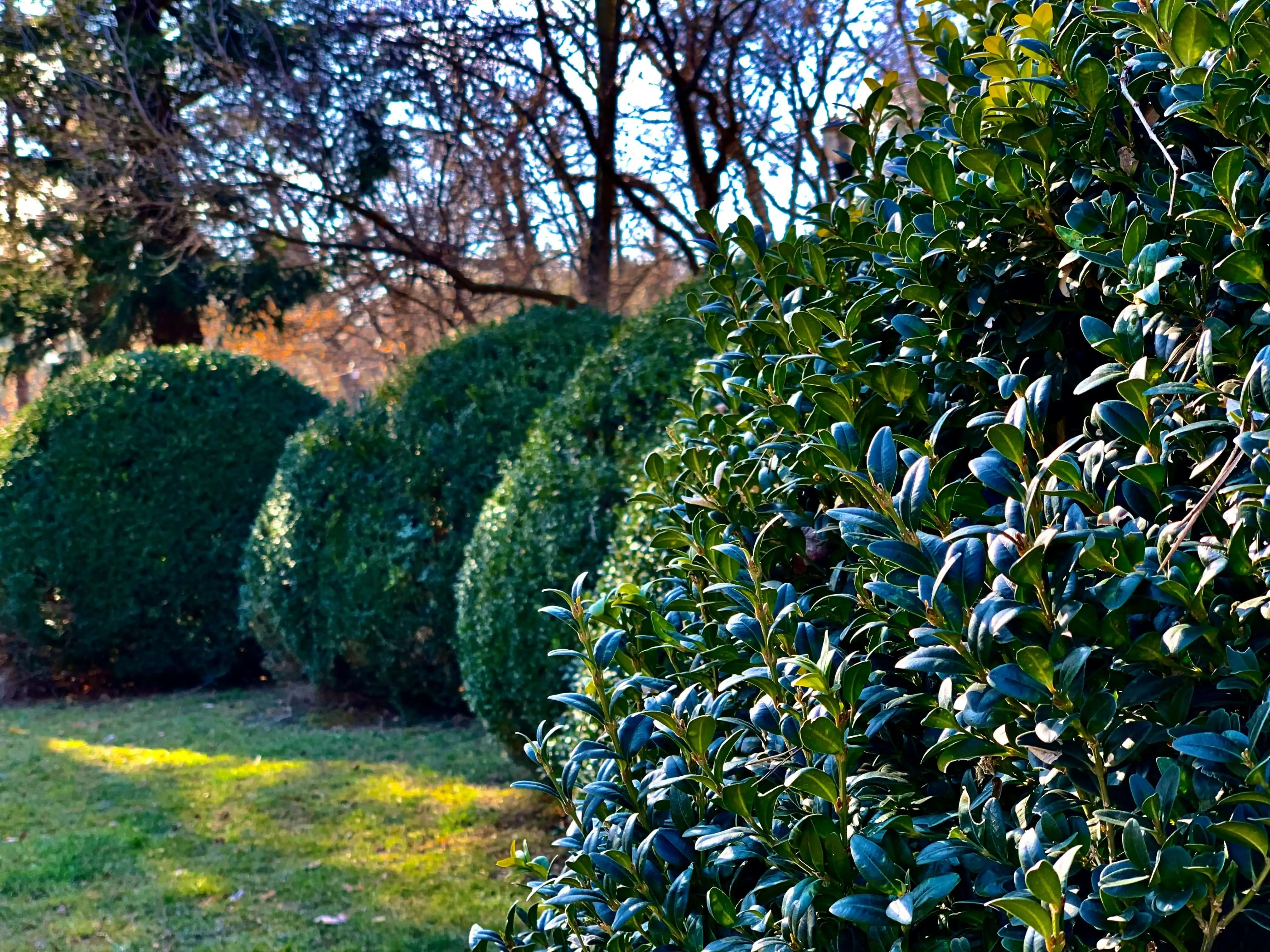 Perfectly Cut and neat shrubs bordering a glass lawn.