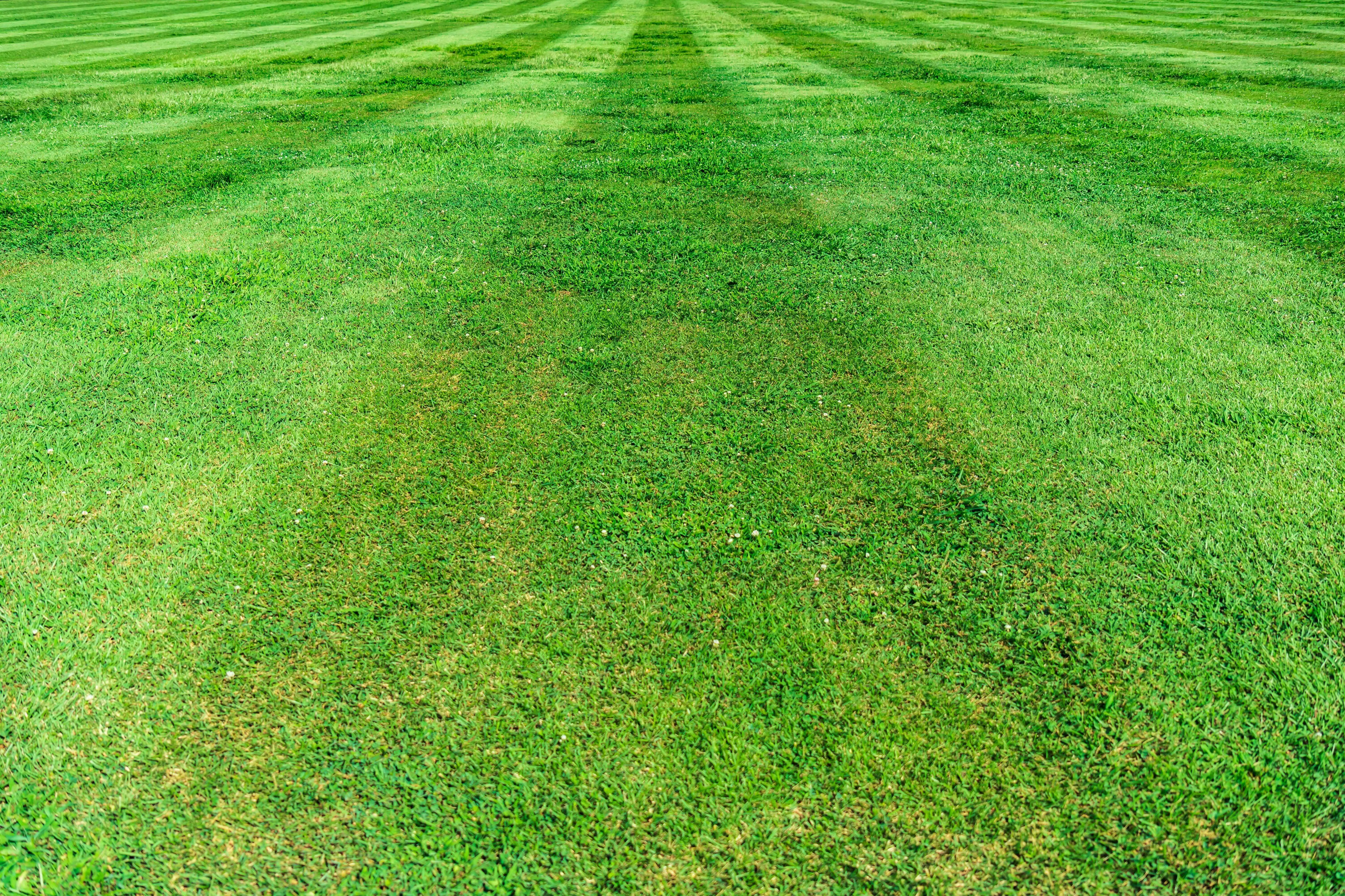 Freshly cut lawn with neat lines and clean edges.